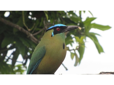 Cortijo de alto standing en venta Filandia, Colombia