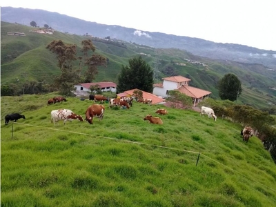 Cortijo de alto standing de 300000 m2 en venta Donmatías, Departamento de Antioquia