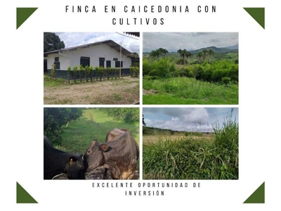 Cortijo de alto standing de 52 m2 en venta Caicedonia, Departamento del Valle del Cauca