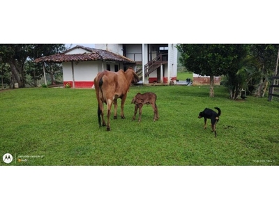 Cortijo de alto standing en venta Yolombó, Colombia