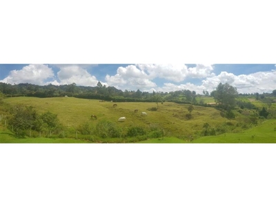 Terreno / Solar de 11700 m2 en venta - Rionegro, Departamento de Antioquia