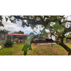 Se Vende Finca Quimbaya Quindío