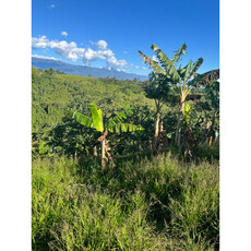 Se Vende Finca Quimbaya Quindío