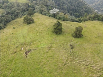 Cortijo de alto standing en venta Filandia, Colombia