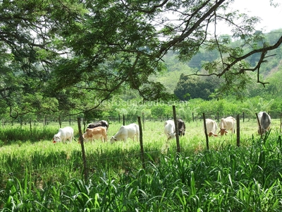 Finca en Venta, Vereda armenia